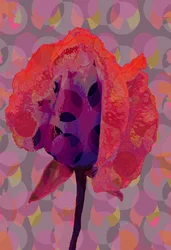 Rose de thé 3